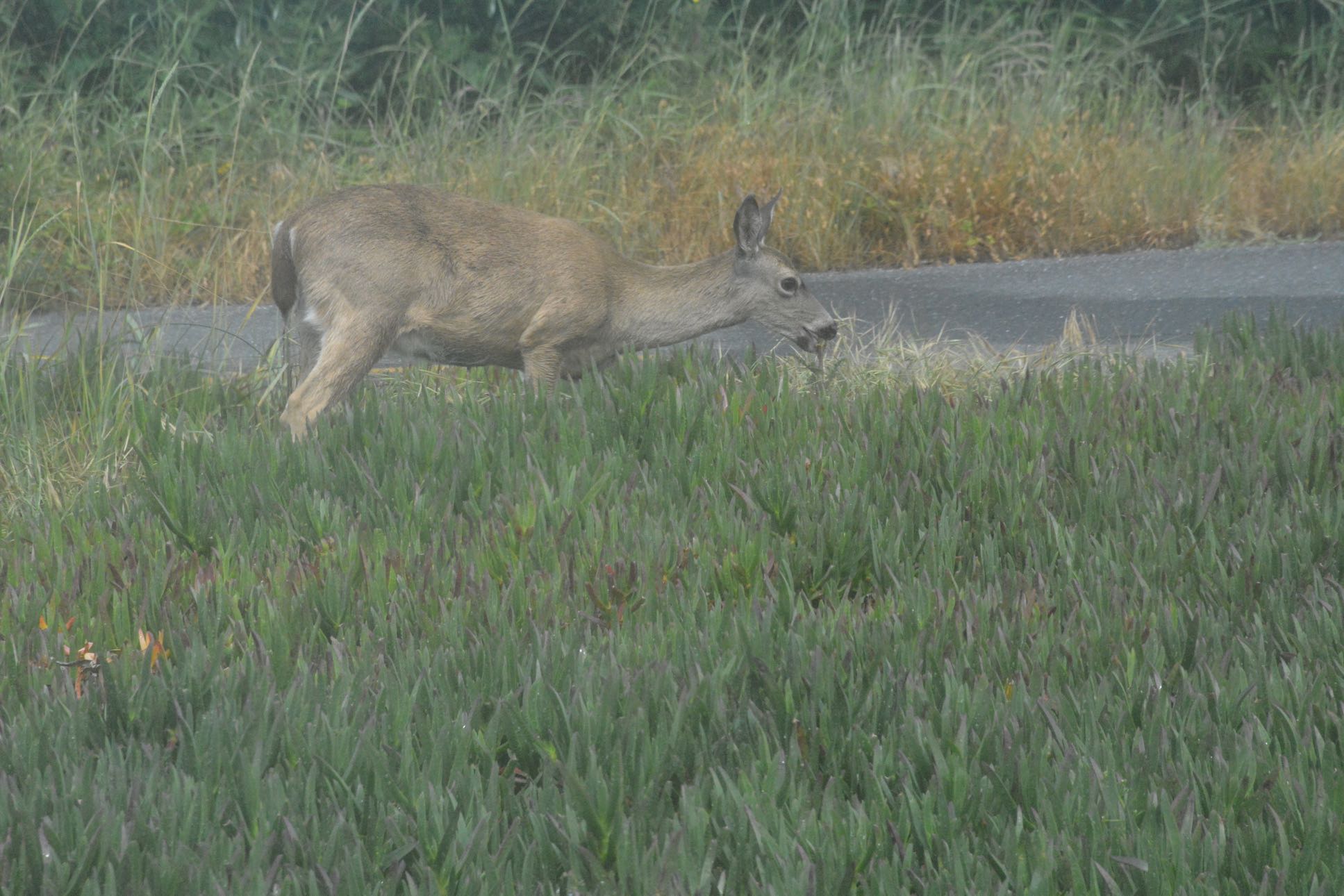 DSC_4619
