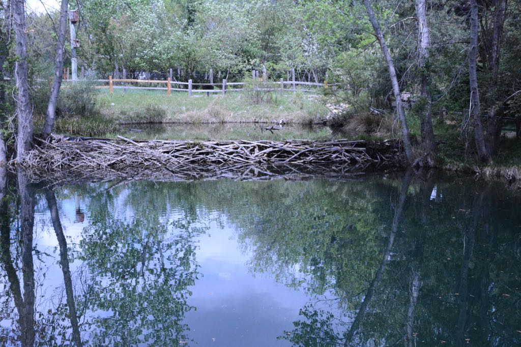 DSC_5242