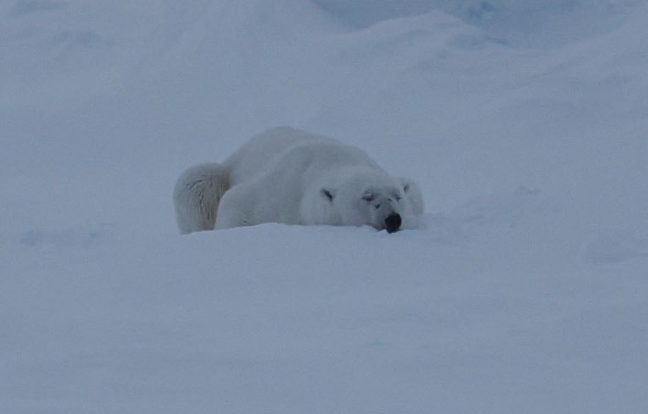 Snoozing Polar Bear