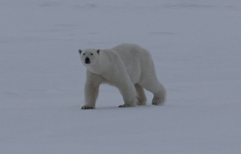 On the Move Polar Bear