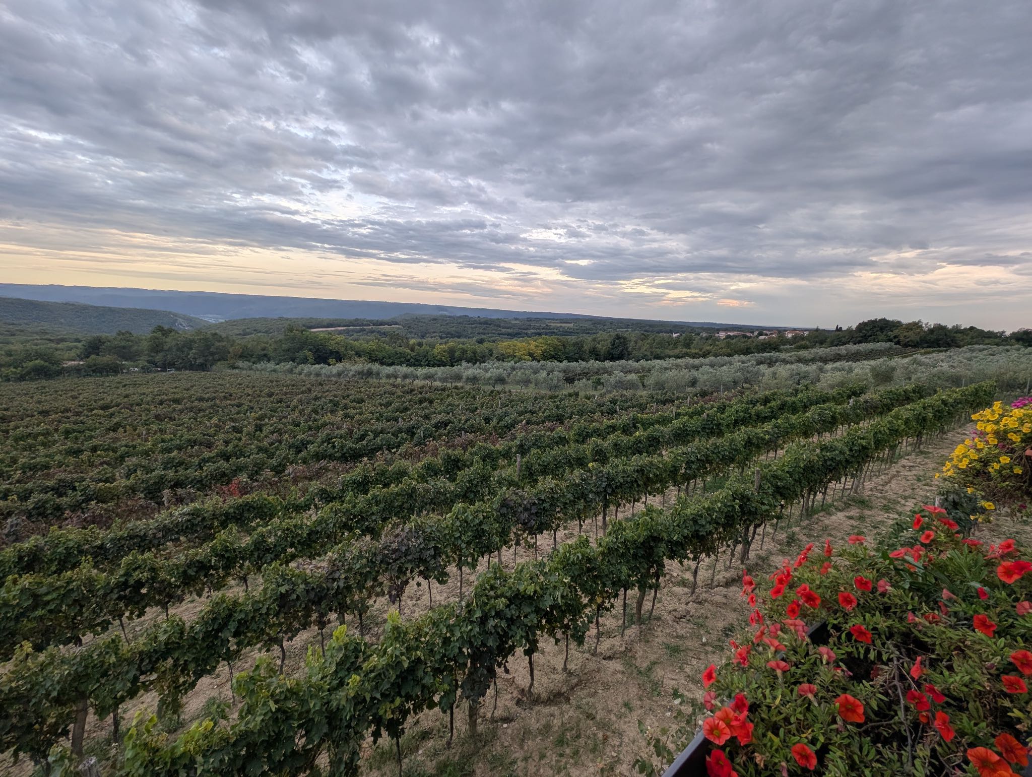Guttunar Winery Field