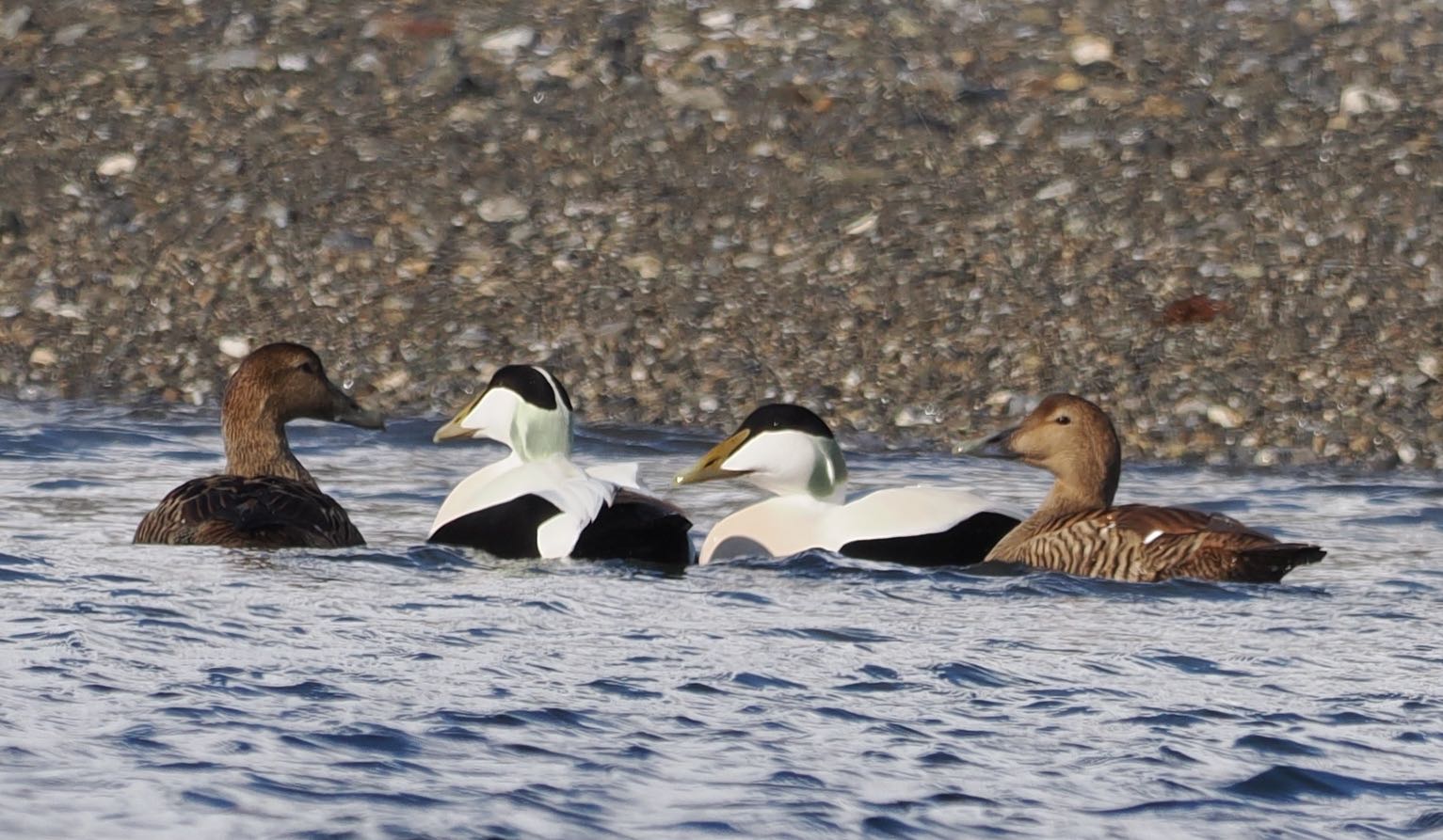 Arctic Ducks