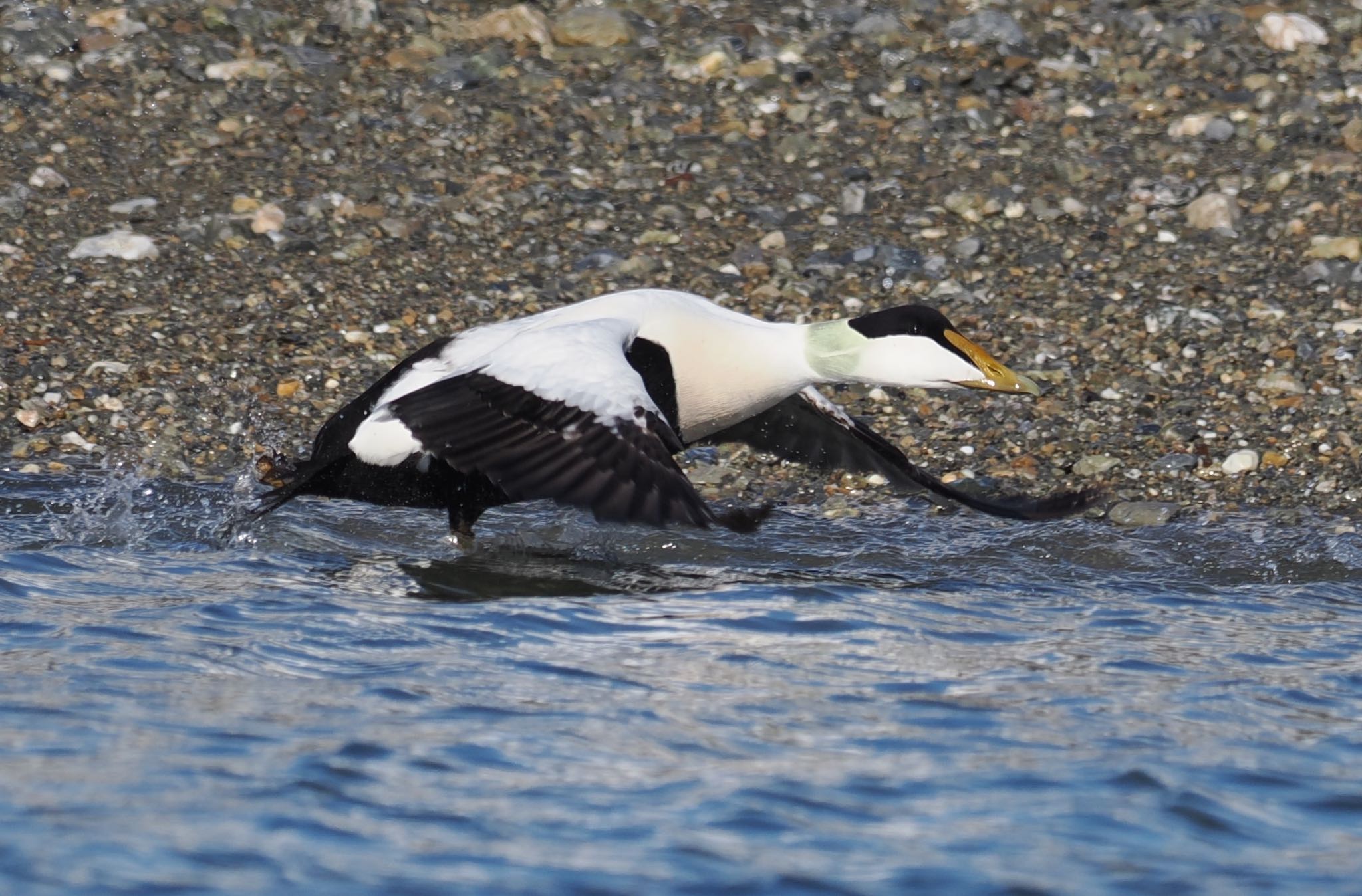 Duck in Flight
