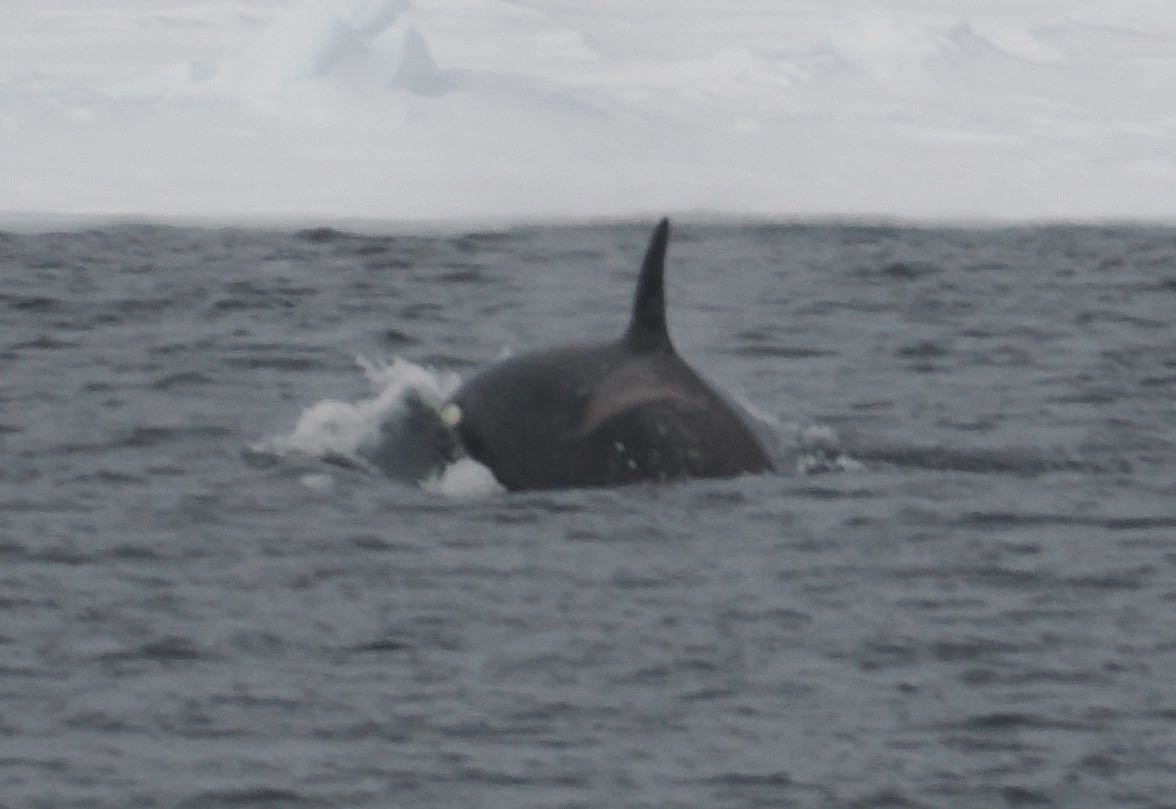 Orca Whale
