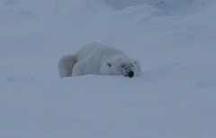 Snoozing Polar Bear