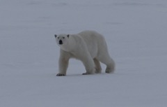 On the Move Polar Bear