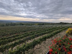 Guttunar Winery Field