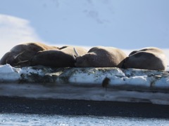 Sleeping Walruses