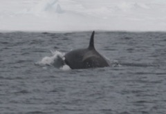 Orca Whale