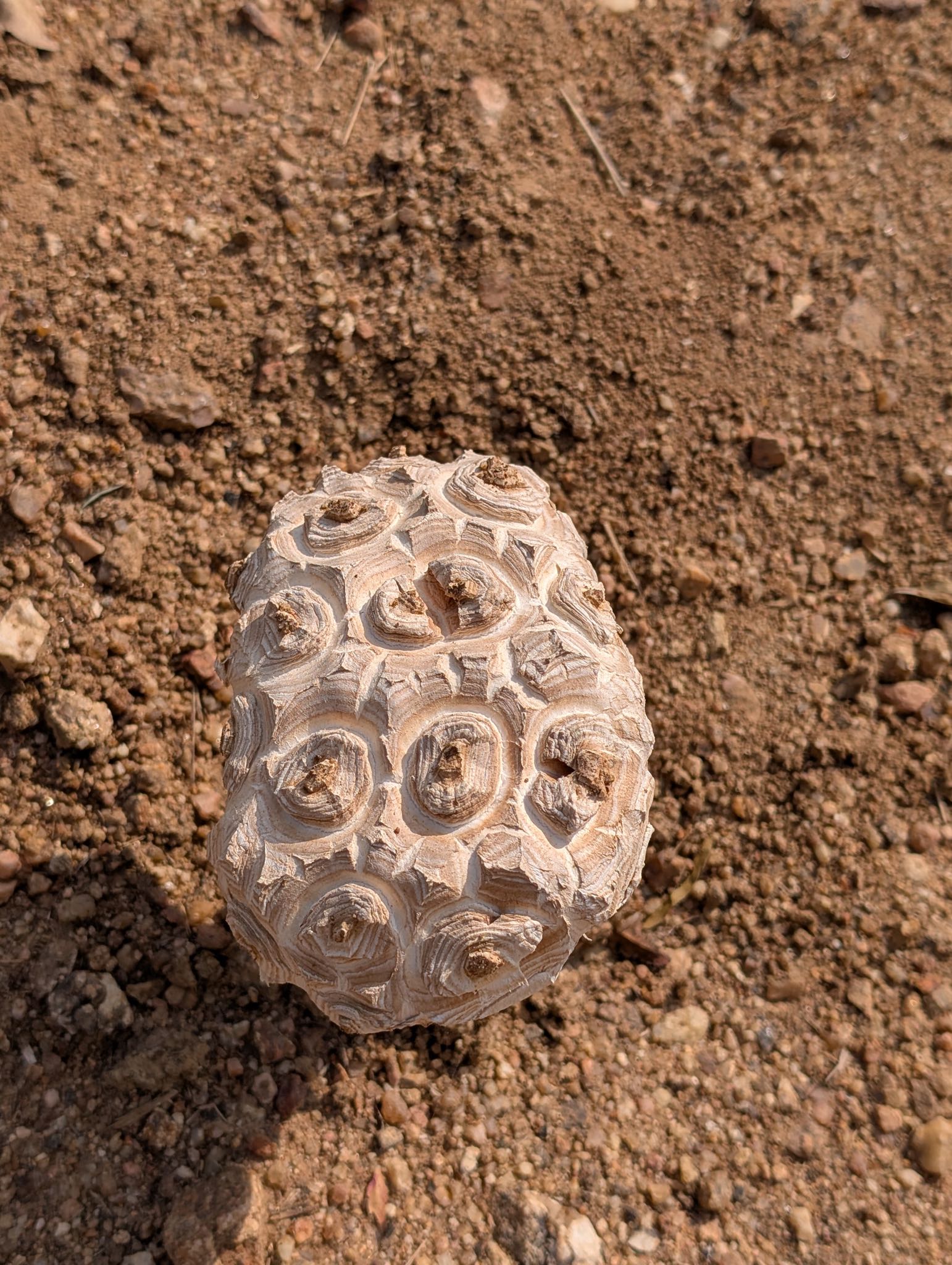 PXL_20260927_065045386