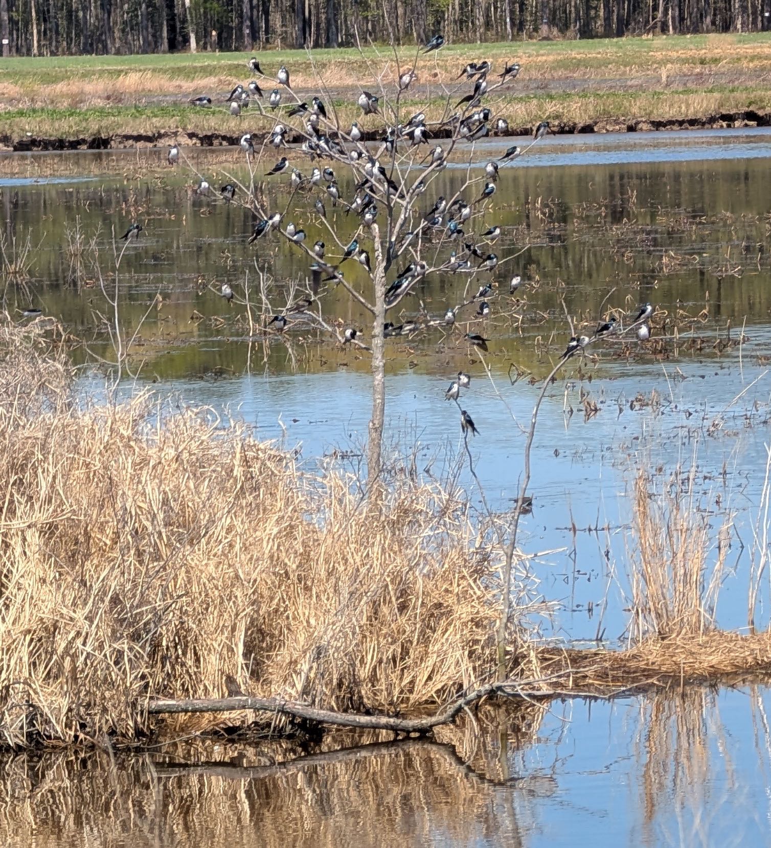 Small birds in marsh