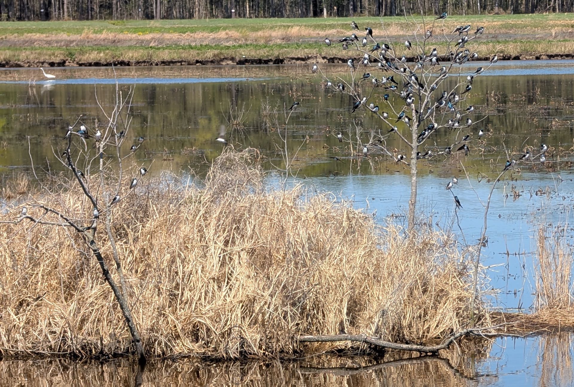 Small birds in marsh