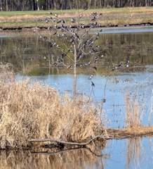 Small birds in marsh