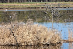 Small birds in marsh
