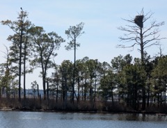 Eagle and his nest